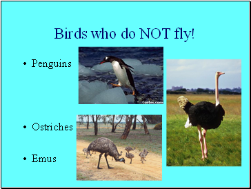 Birds who do NOT fly!