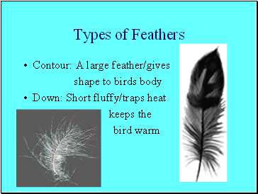 Types of Feathers