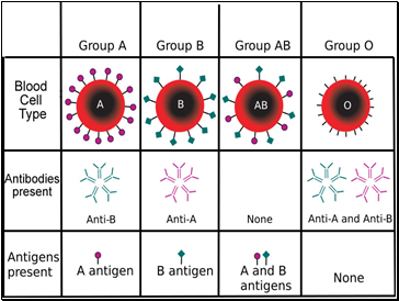 Bloodtype antigens and antibodies