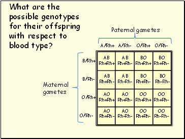What are the possible genotypes for their offspring with respect to blood type?