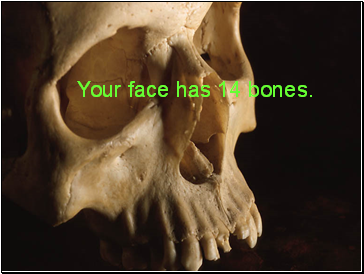 Your face has 14 bones.