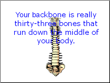 Your backbone is really thirty-three bones that run down the middle of your body.