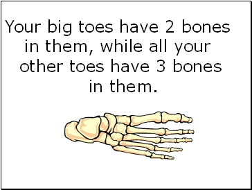 Your big toes have 2 bones