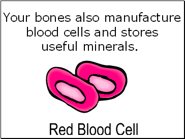 Your bones also manufacture
