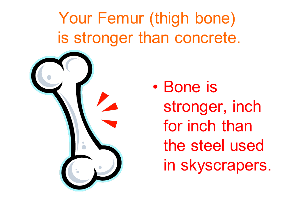 Thigh Bone. Hard bone