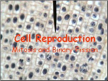 Cell Reproduction. Mitosis and Binary Fission
