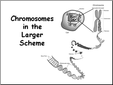 Chromosomes in the Larger Scheme