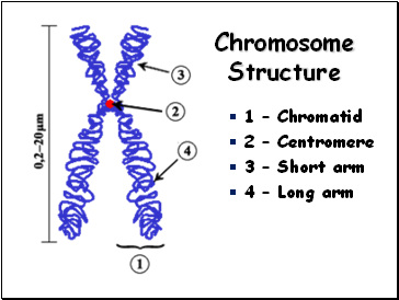 Chromosome Structure