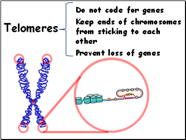 Telomeres