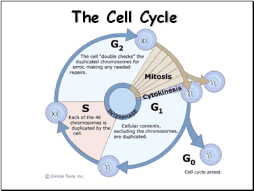 The Cell Cycle