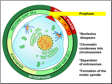 Prophase