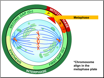 Metaphase