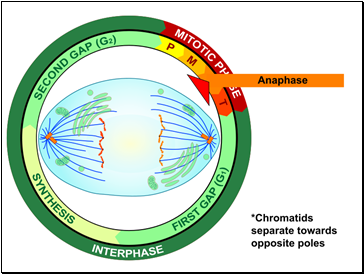 Anaphase