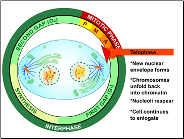 Telophase