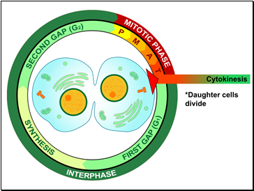 Cytokinesis