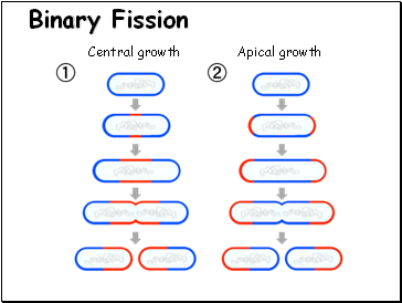 Binary Fission