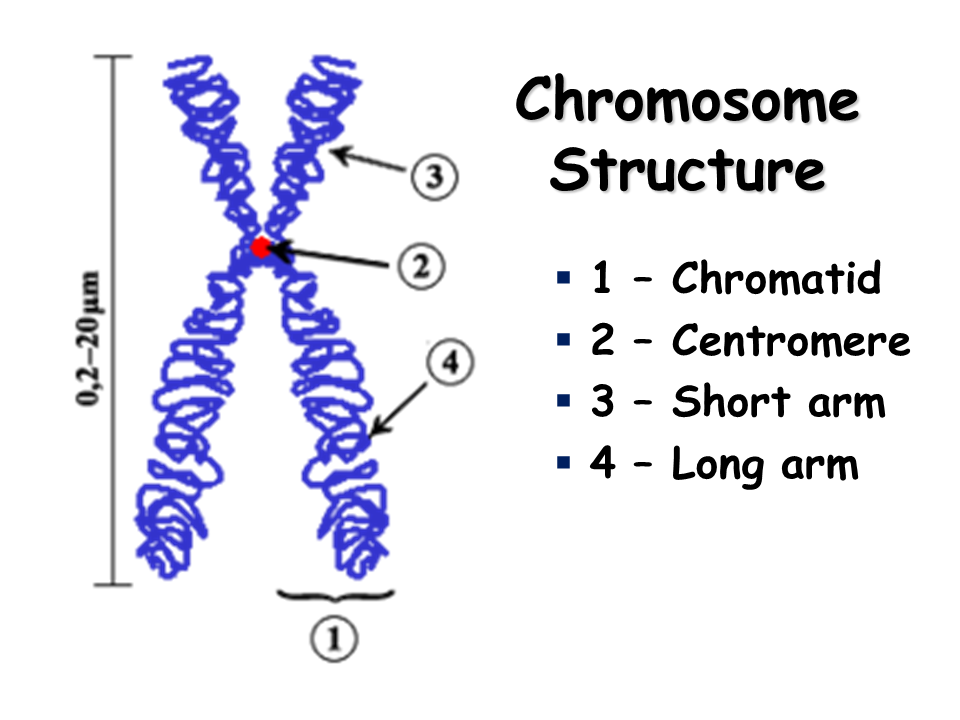 Gallery of Chromosome Structure.
