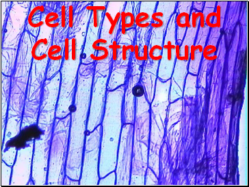 Cell Types and Cell Structure