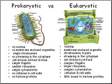 Prokaryotic vs. Eukaryotic