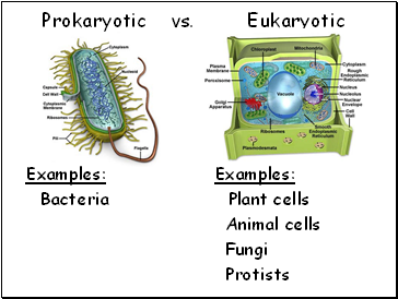 Prokaryotic vs. Eukaryotic