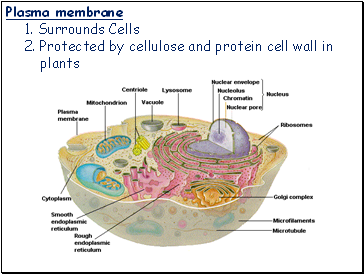 Plasma Membrane