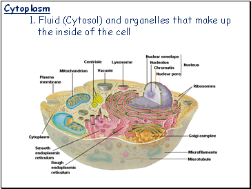 Cytoplasm