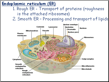 Endoplasmic reticulum (ER)