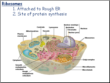 Ribosomes