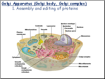 Golgi Apparatus