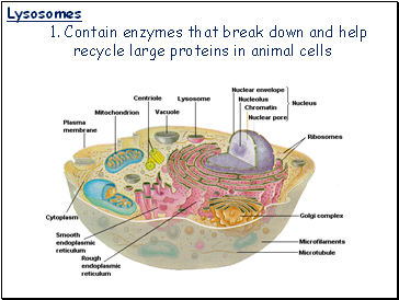 Lysosomes