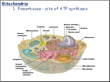 Mitochondria