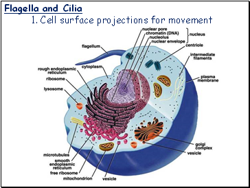 Flagella and Cilia