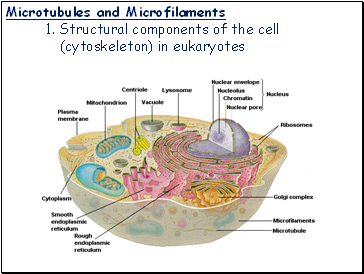 Microtubules and Microfilaments