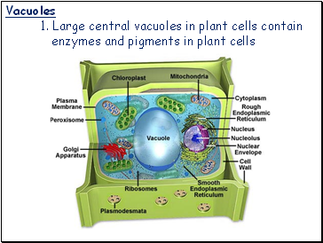 Vacuoles