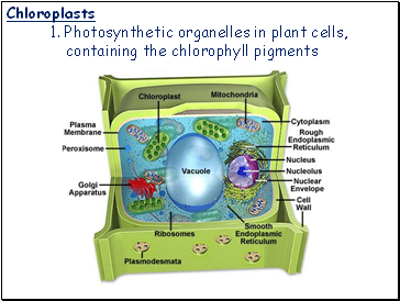 Chloroplasts