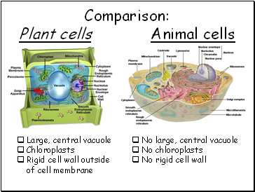Comparison: Plant cells Animal cells