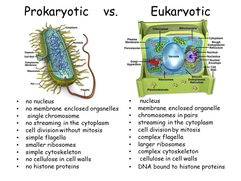 Prokaryotic Vs Eukaryotic Cell Structure | Hot Sex Picture