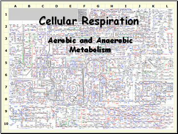 Cellular Respiration