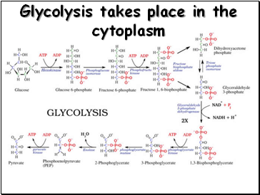 Glycolysis takes place in the cytoplasm