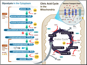 Aerobic respiration