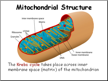 Mitochondrial Structure