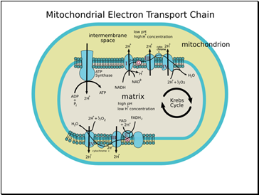 ElectronTransport