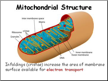 Mitochondrial Structure