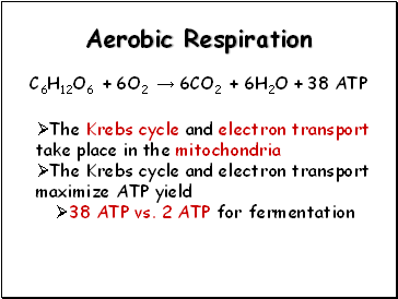 Aerobic Respiration