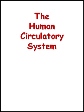 The Human Circulatory System