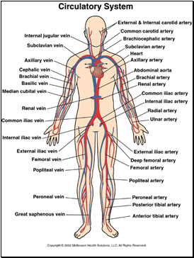 Major Veins and Arteries