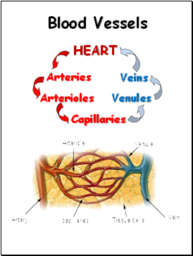 Blood Vessels