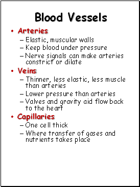 Blood Vessels