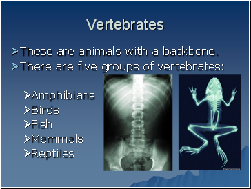 Vertebrates