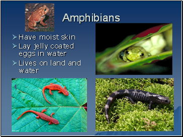 Amphibians